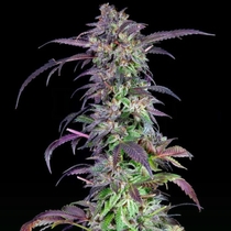 Orangina Feminised (Grateful Seeds) Cannabis Seeds