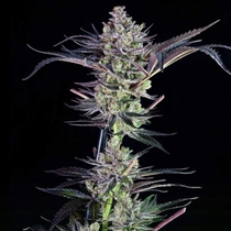 MendoMint Feminised (Grateful Seeds) Cannabis Seeds