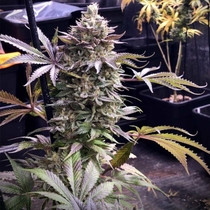 Pineapple R2 Feminised (Grateful Seeds) Cannabis Seeds