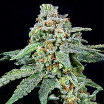 026 Feminised (Grateful Seeds) Cannabis Seeds