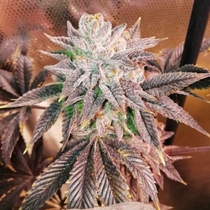 Z Head Feminised (Grateful Seeds) Cannabis Seeds