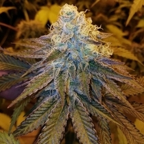 After Cookiez Feminised (Grateful Seeds) Cannabis Seeds