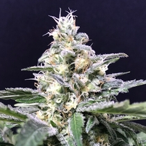 Amnesia - Amazon Haze Auto (R Kiem Seeds) Cannabis Seeds