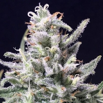 Super Skunk - Thunderstorm Auto (R Kiem Seeds) Cannabis Seeds