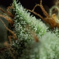 G.O.S. (R Kiem Seeds) Cannabis Seeds