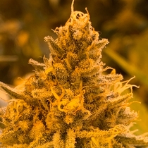 Hibiscus (R Kiem Seeds) Cannabis Seeds