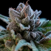 Suguz (R Kiem Seeds) Cannabis Seeds