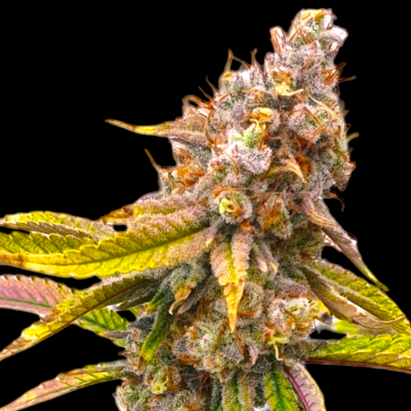 Five Alive Feminised (BSB Genetics Seeds) Cannabis Seeds