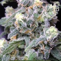Grape OG Feminised (Purple Caper Seeds) Cannabis Seeds