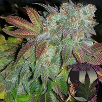 Alien Fire Feminised (Purple Caper Seeds) Cannabis Seeds