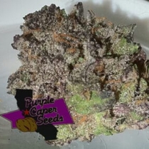 Ice Cream Caper Feminised (Purple Caper Seeds) Cannabis Seeds