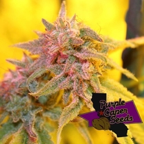 Strawberry Banana Caper Feminised (Purple Caper Seeds) Cannabis Seeds