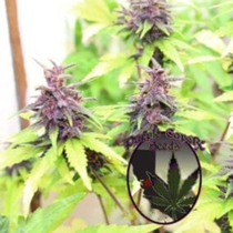 Purple Runtz Cake Auto (Purple Caper Seeds) Cannabis Seeds