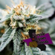 Gold Runtz Cake Auto (Purple Caper Seeds) Cannabis Seeds