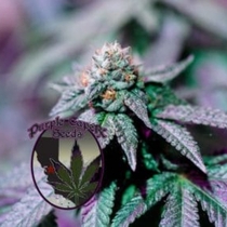 Mjolnir Runtz Cake Auto (Purple Caper Seeds) Cannabis Seeds