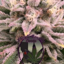 Red Runtz Cake Auto (Purple Caper Seeds) Cannabis Seeds