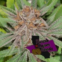 Blackberry Runtz Cake Auto (Purple Caper Seeds) Cannabis Seeds