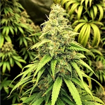 Blutonium Mass Feminised (Critical Mass Collective Seeds) Cannabis Seeds