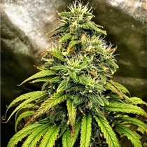 Monolith Mass Feminised (Critical Mass Collective Seeds) Cannabis Seeds