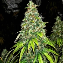 Auto Blutonium Mass (Critical Mass Collective Seeds) Cannabis Seeds