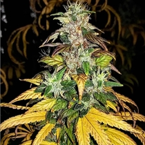Auto Monolith Mass (Critical Mass Collective Seeds) Cannabis Seeds