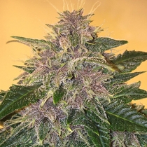 Blueberry Auto (Next Generation Seeds) Cannabis Seeds