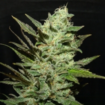 Grape Haze (Next Generation Seeds) Cannabis Seeds