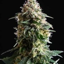 Amnesia Dream XL Auto Edition (Kannabia Seeds) Cannabis Seeds