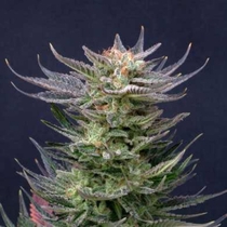 Purple Dream Auto Edition (Kannabia Seeds) Cannabis Seeds