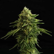 Zkit Kandy Dream Edition (Kannabia Seeds) Cannabis Seeds
