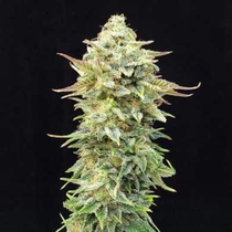 Pineapple Dream Edition (Kannabia Seeds) Cannabis Seeds