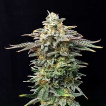 Cherry Dream Edition (Kannabia Seeds) Cannabis Seeds