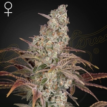 Jack's Dream Feminised (Green House Seeds) Cannabis Seeds