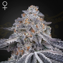 Velvet Moon Feminised (Green House Seeds) Cannabis Seeds