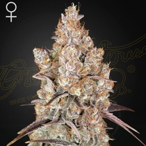 Holy Snow Feminised (Green House Seeds) Cannabis Seeds