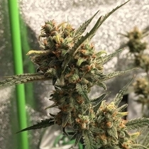 Gorilla Glue #4 Auto Feminised (BSB Genetics Seeds) Cannabis Seeds
