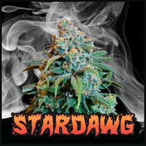 Stardawg Feminised (Discreet Seeds) Cannabis Seeds