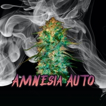 Amnesia Auto Feminised (Discreet Seeds) Cannabis Seeds