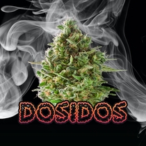 Do-si-dos Feminised (Discreet Seeds) Cannabis Seeds