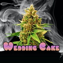 Wedding Cake Feminised (Discreet Seeds) Cannabis Seeds