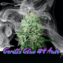 Gorilla Glue #4 Auto feminised (Discreet Seeds) Cannabis Seeds