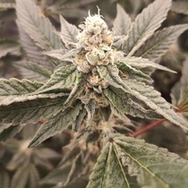 Golden Pussy Feminised (Grateful Seeds) Cannabis Seeds