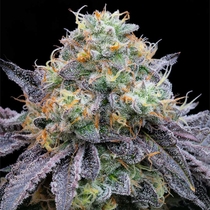 Frootz Feminised (Grounded Genetics) Cannabis Seeds
