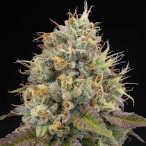 Pinata Feminised (Grounded Genetics) Cannabis Seeds