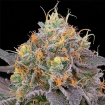 Designer Sherb Feminised (Grounded Genetics) Cannabis Seeds