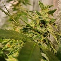 Peach Slaps Feminised (Holy Smoke Seeds) Cannabis Seeds
