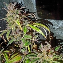Jelly Cake Regular (Holy Smoke Seeds) Cannabis Seeds