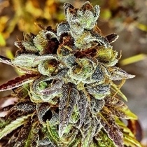 Black Cherry Cake Regular (Holy Smoke Seeds) Cannabis Seeds