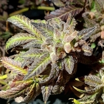 Kush Creams Regular (Holy Smoke Seeds) Cannabis Seeds