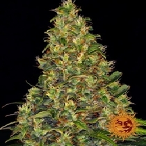 Amnesia Haze Auto Feminised(Barneys Farm Seeds) Cannabis Seeds